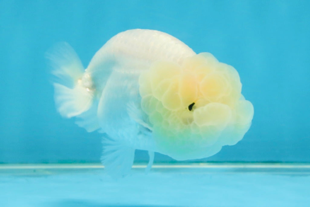 FLUFFY SNOW White LionChu Female 3.5 inches #120525LC_17