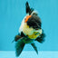 BATMAN AAA Grade Tricolor Oranda Male 5.5 inches #022026OR_09