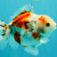 Calico Yuanbao Male 5.5 inches #051526YB_05