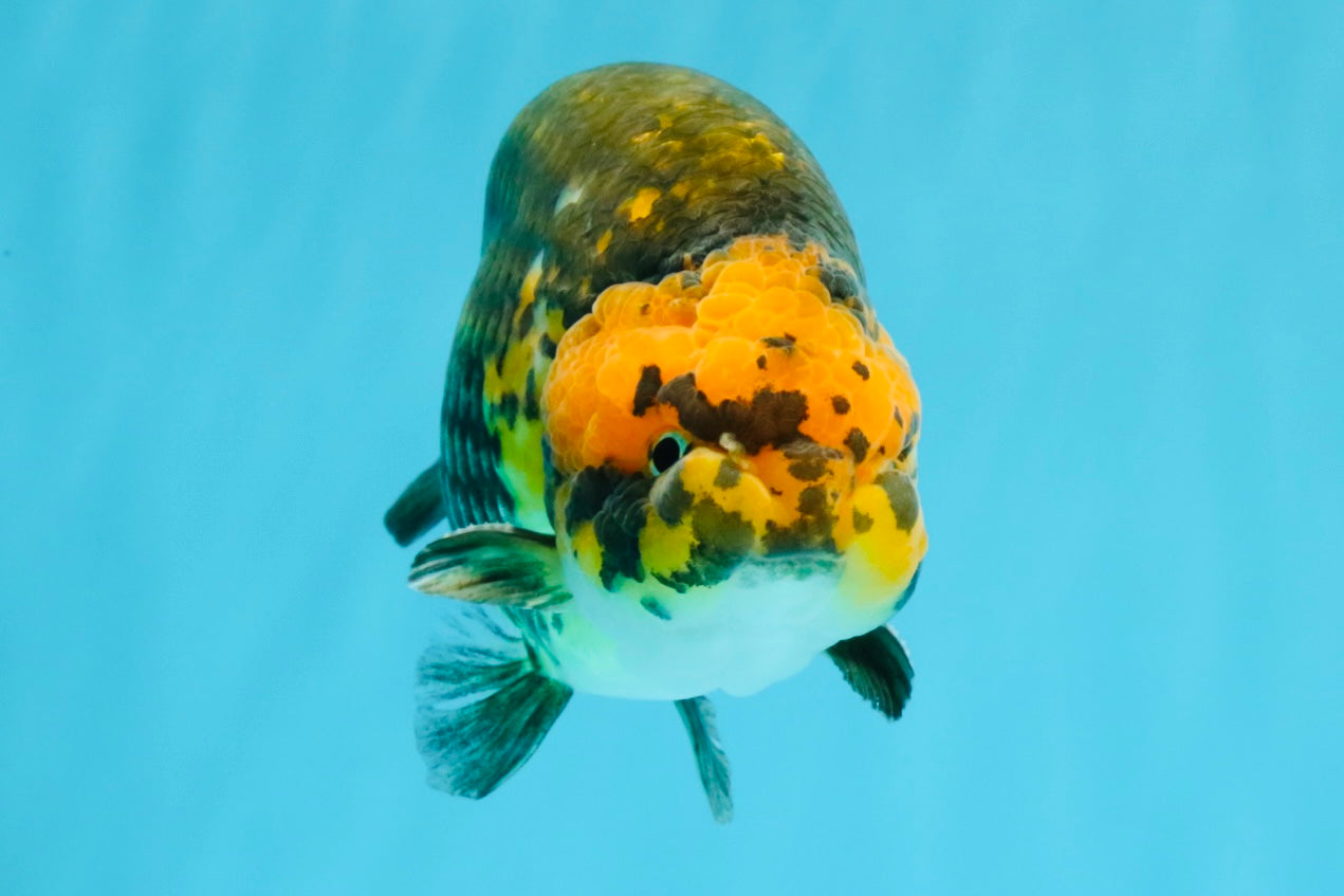 Chinese Apache Ranchu Male 6 inches #041026RC_22