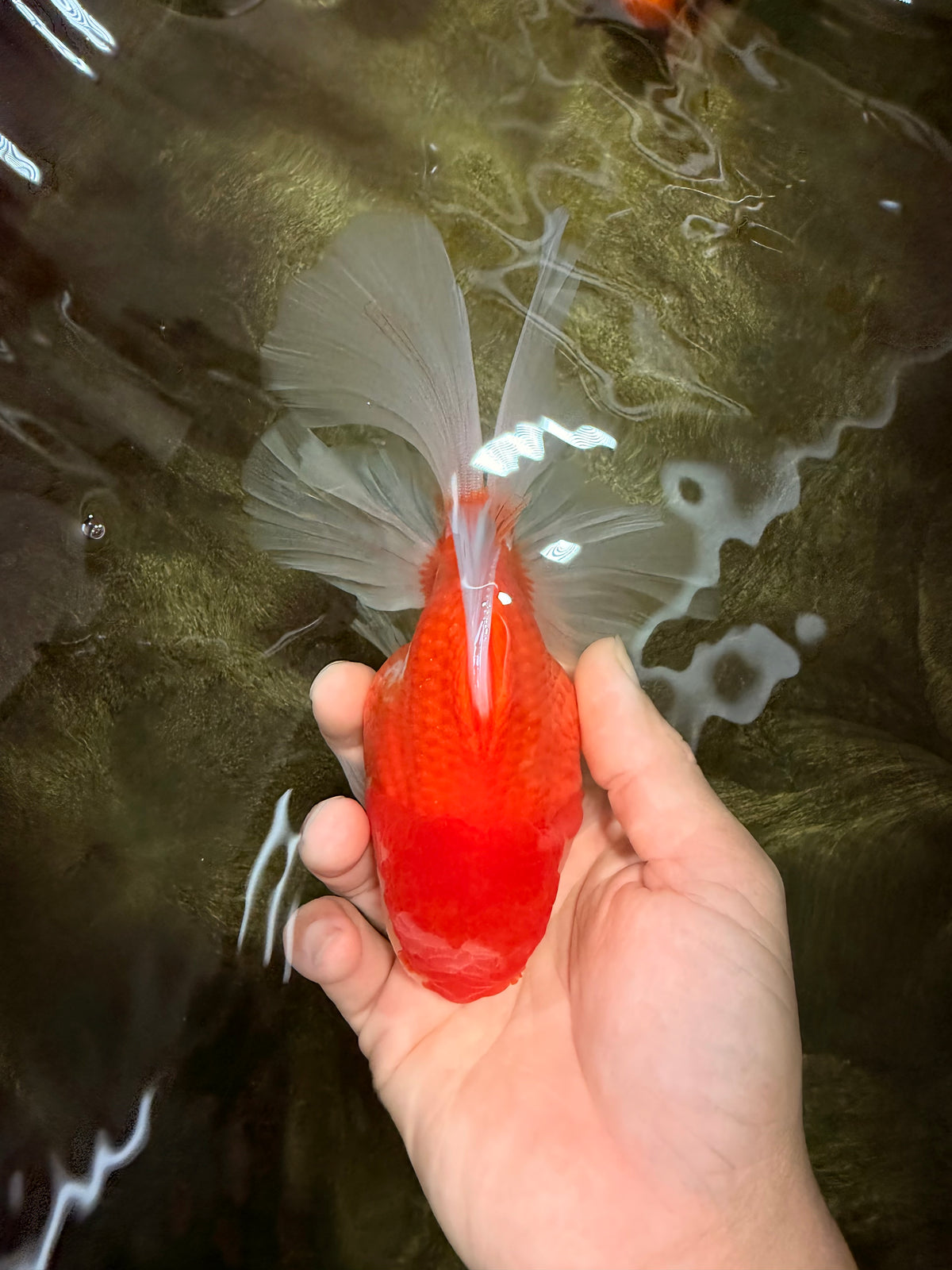 A Grade Red White Oranda Male 6-6.5 inches #100926OR_25