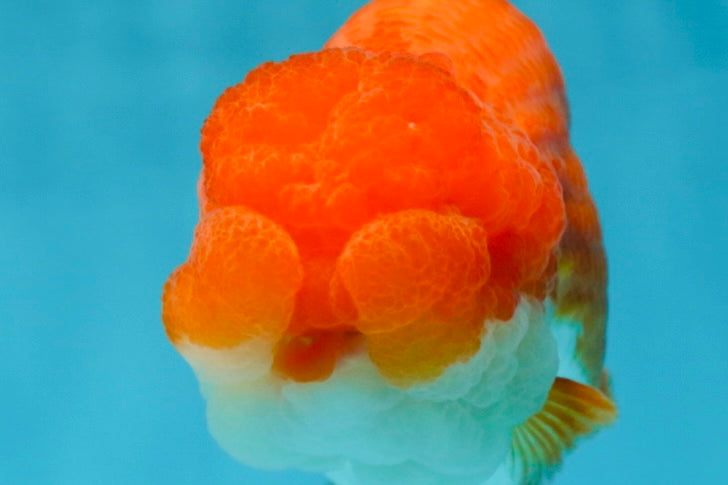 Cheeky Wen A Grade Mount Deformed Red White LionQueen 4.5 inches #050225LC_15