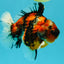 A Grade Tiger Yuanbao Male 5.5 inches #041726YB_15