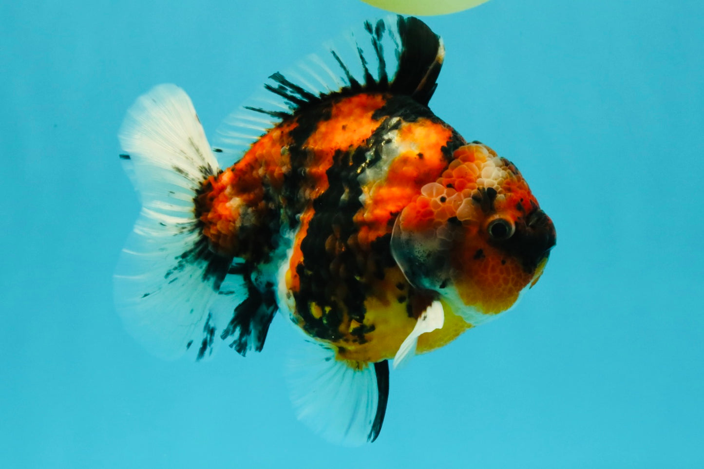 A Grade Tiger Yuanbao Male 5.5 inches #041726YB_15