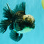 AAA Grade Kirin Jade Head Oranda Male 6 inches #070626OR_20