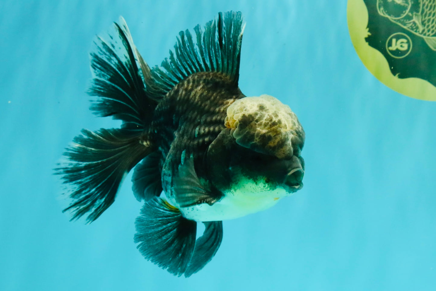 AAA Grade Kirin Jade Head Oranda Male 6 inches #070626OR_20