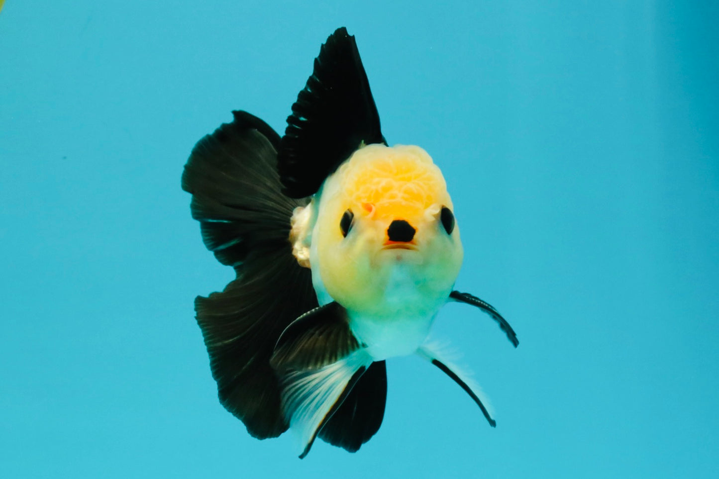 CHARLIE A Grade Tricolor Button Eyes Oranda Male 5 inches #042426OR_05