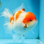 A Grade BIG WEN Kohaku Sakura Oranda Female 6-6.5 inches #091225OR_15
