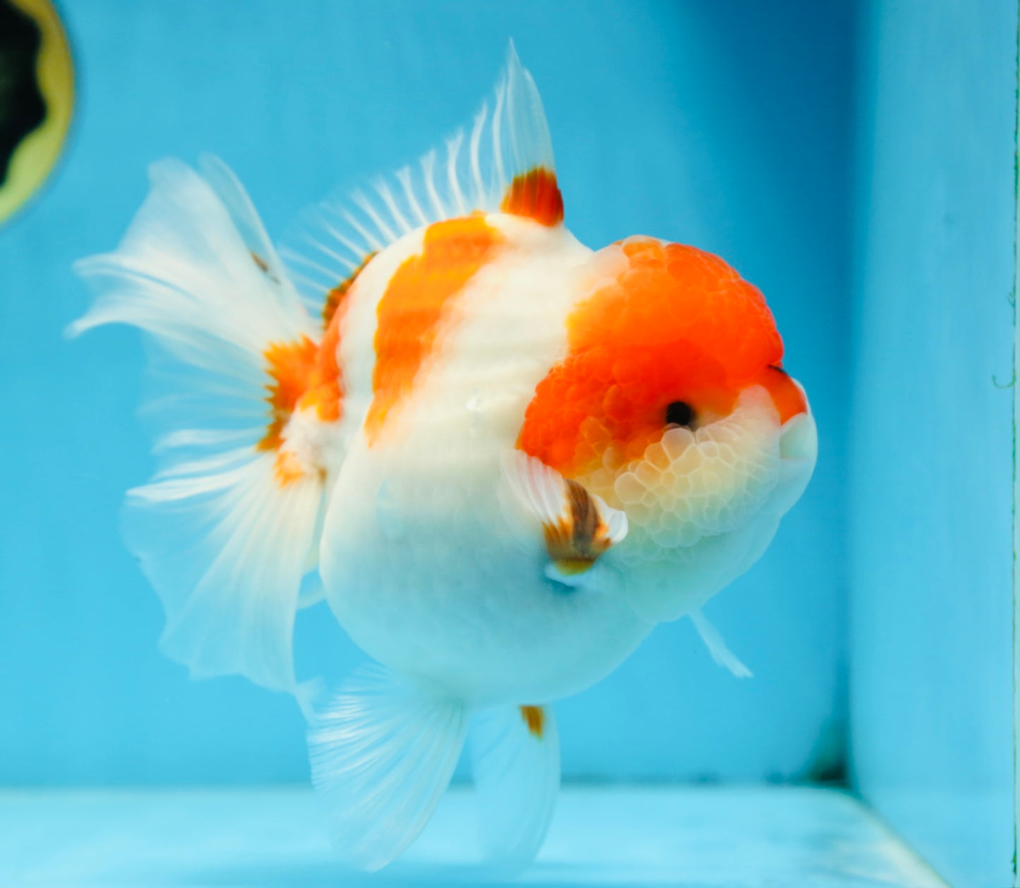 A Grade BIG WEN Kohaku Sakura Oranda Female 6-6.5 inches #091225OR_15