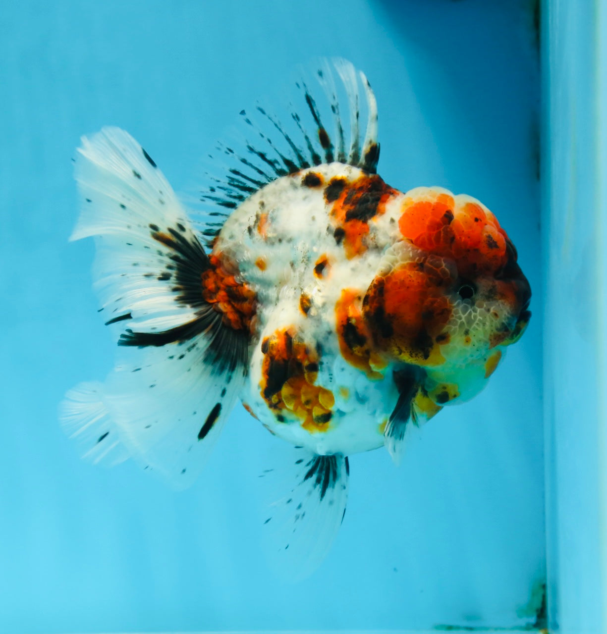 AAA Grade SUPER WEN Godzilla Calico Oranda Female 6 inches #080825OR_16