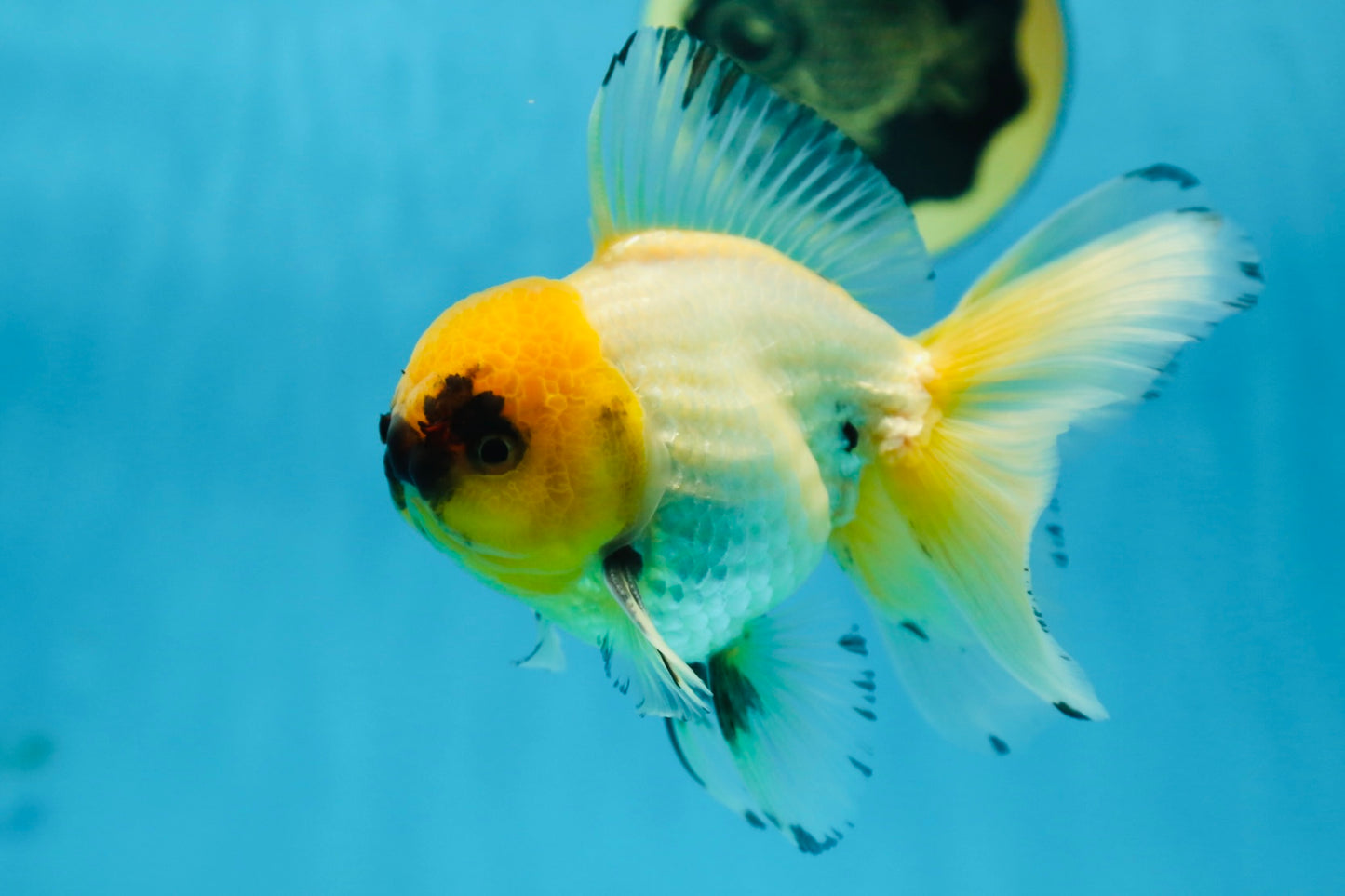 A Grade UNIQUE Lemonhead Oranda Male 5-5.5 inches #090525OR_13