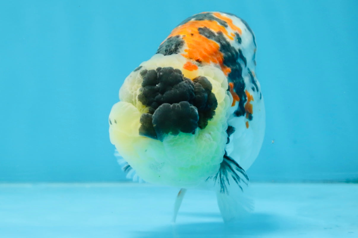 A Grade Special Tricolor LionKing 4.5-5 inches #100325LC_07