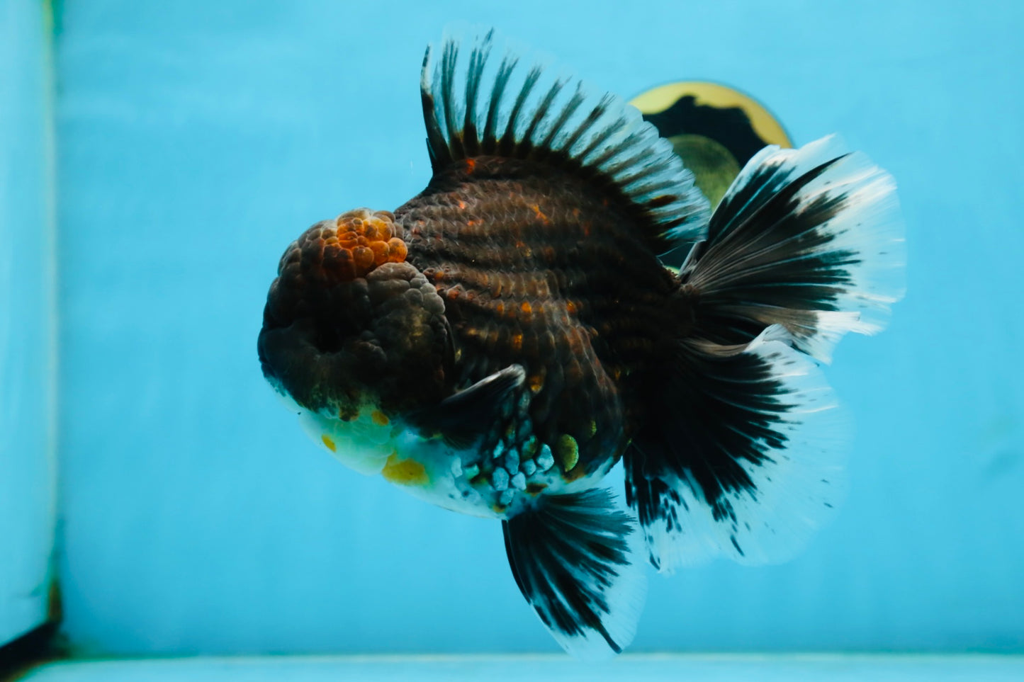 RARE AAA Grade SUPER GIANT Godzilla Kirin Oranda Female 7 inches #082225OR_07