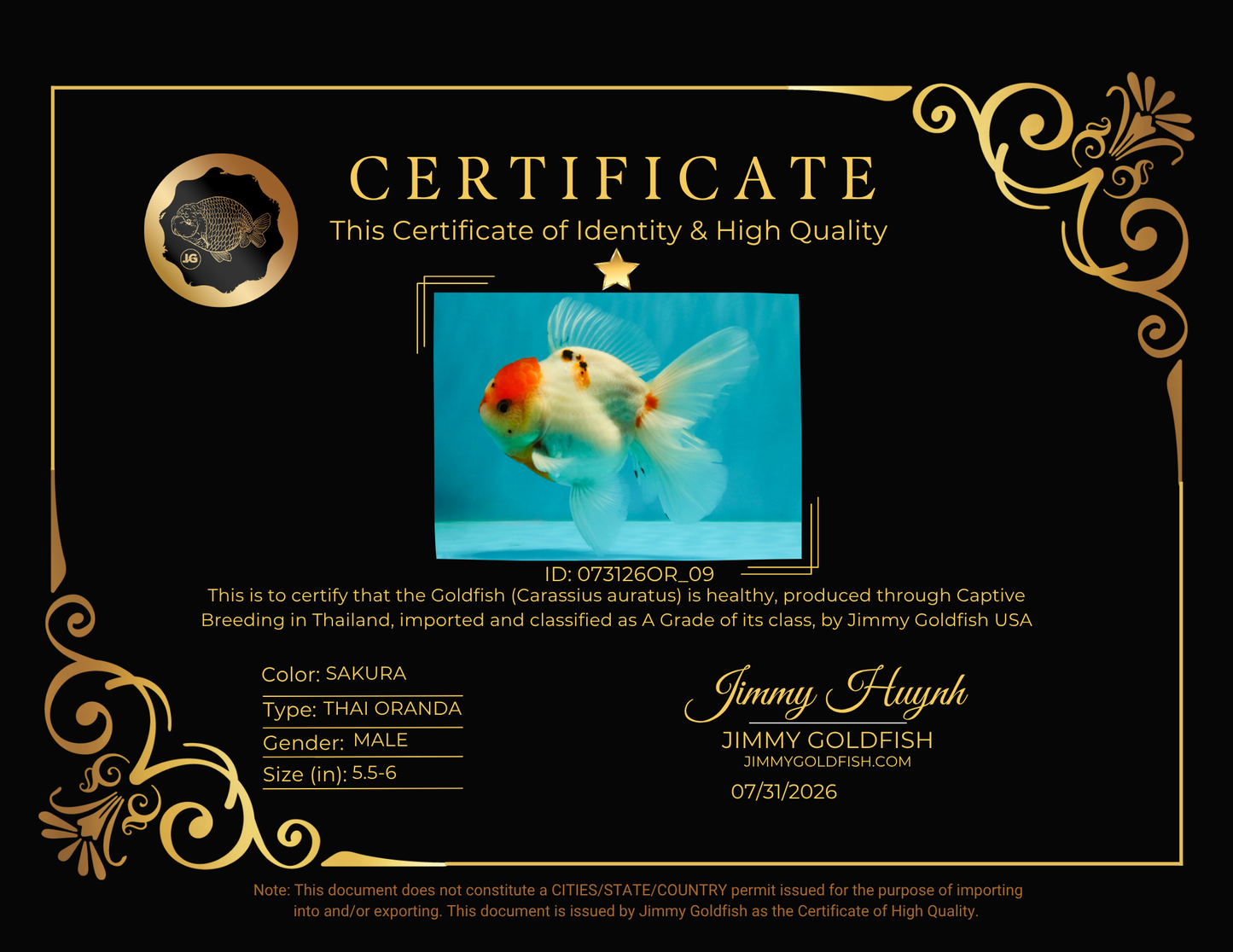 SPECIAL A Grade Tancho Sakura Oranda Male 5.5-6 inches #073126OR_09