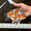 A Grade Tricolor Ranchu Male 5.5 inches #110725RC_14