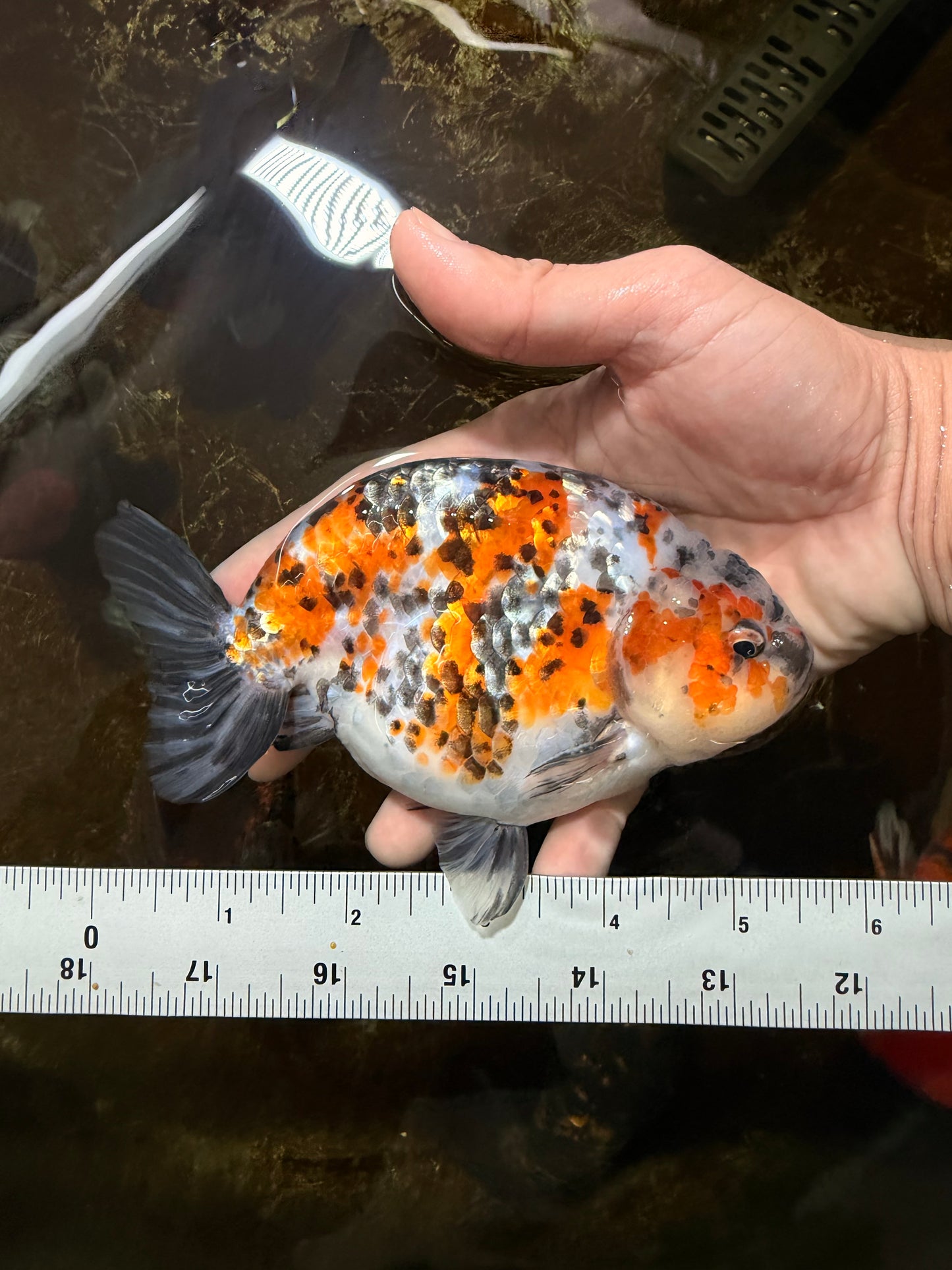 A Grade Tricolor Ranchu Male 5.5 inches #110725RC_14