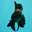 A Grade Black Oranda Male 5 inches #102326OR_13