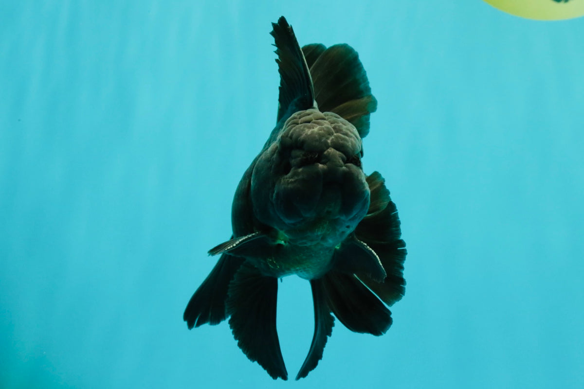 A Grade Black Oranda Male 5 inches #102326OR_13