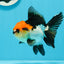 A Grade Cherry Head Tricolor Oranda Female 4.5-5 inches #0614OR_22