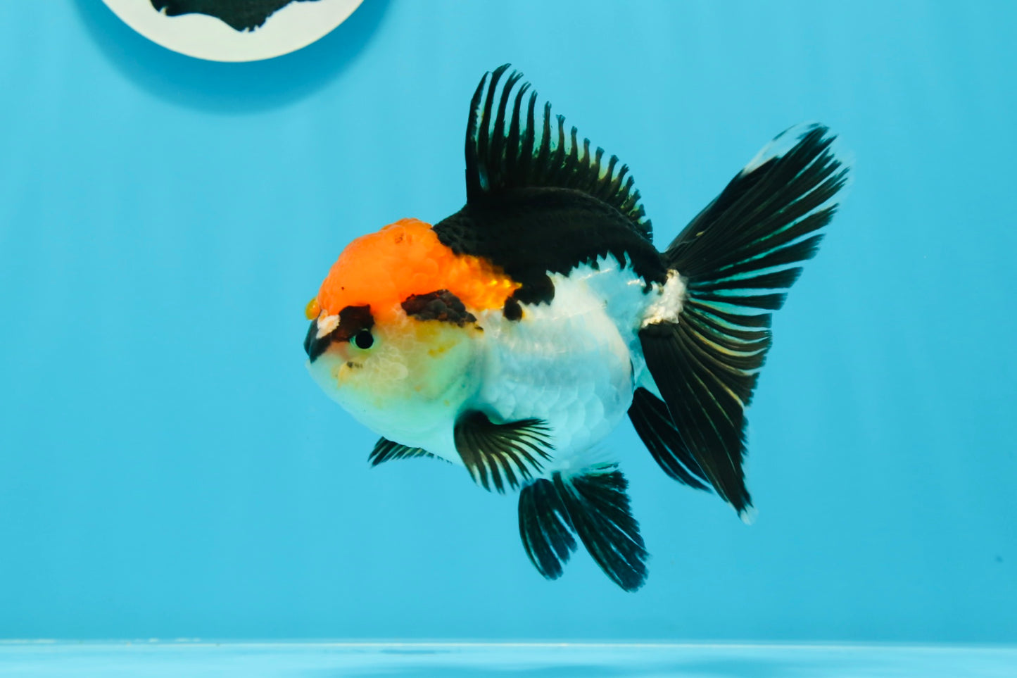 A Grade Cherry Head Tricolor Oranda Female 4.5-5 inches #0614OR_22