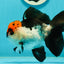 A Grade Tricolor Oranda Male 5-5.5 inches #110824OR_09