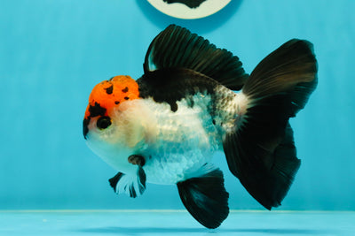 A Grade Tricolor Oranda Male 5-5.5 inches #110824OR_09