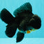 A Grade Kirin Oranda Male 5.5 inches #061926OR_22