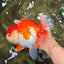 JUMBO AAA Grade Red White Oranda Female 7 inches #040326OR_22