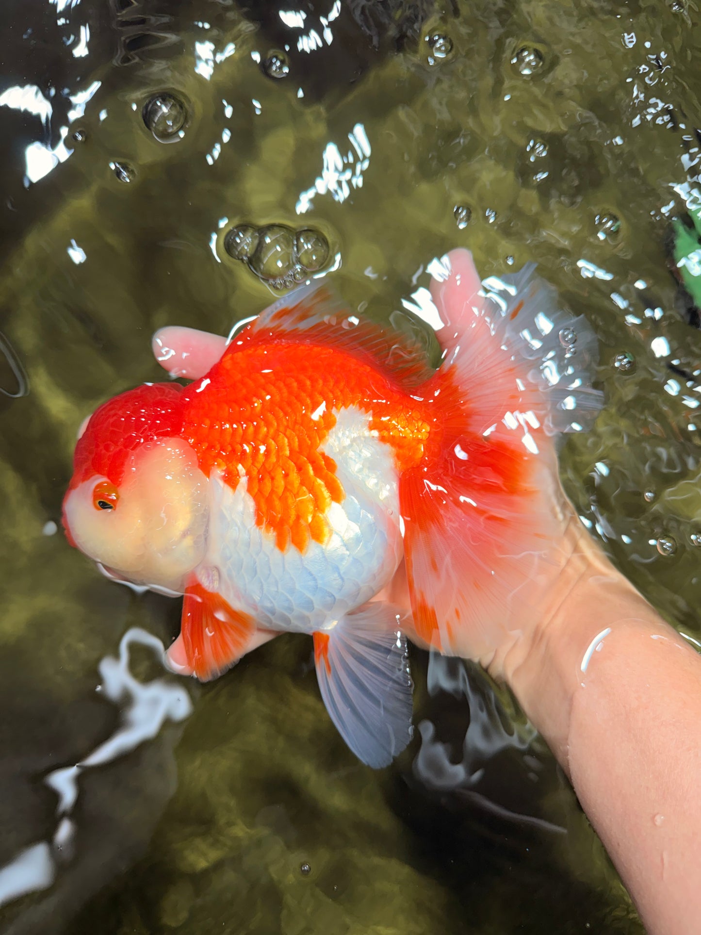 JUMBO AAA Grade Red White Oranda Female 7 inches #040326OR_22