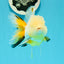 RARE YELLOW Lemonhead Neon Tail Oranda Male 5 inches #0531OR_12