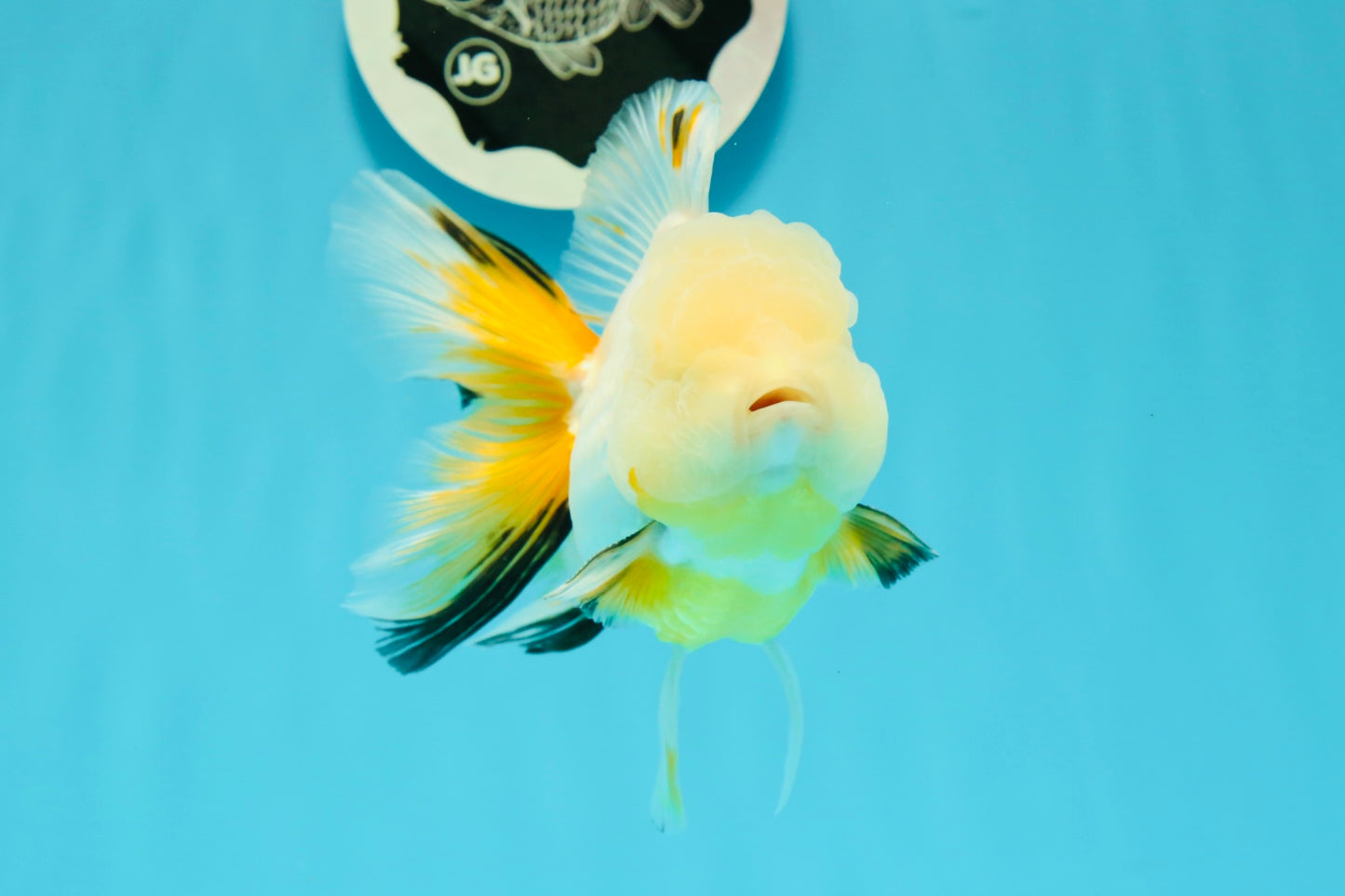 RARE YELLOW Lemonhead Neon Tail Oranda Male 5 inches #0531OR_12