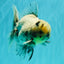 AAA Grade White Marble Oranda Male 5.5 inches #070626OR_23