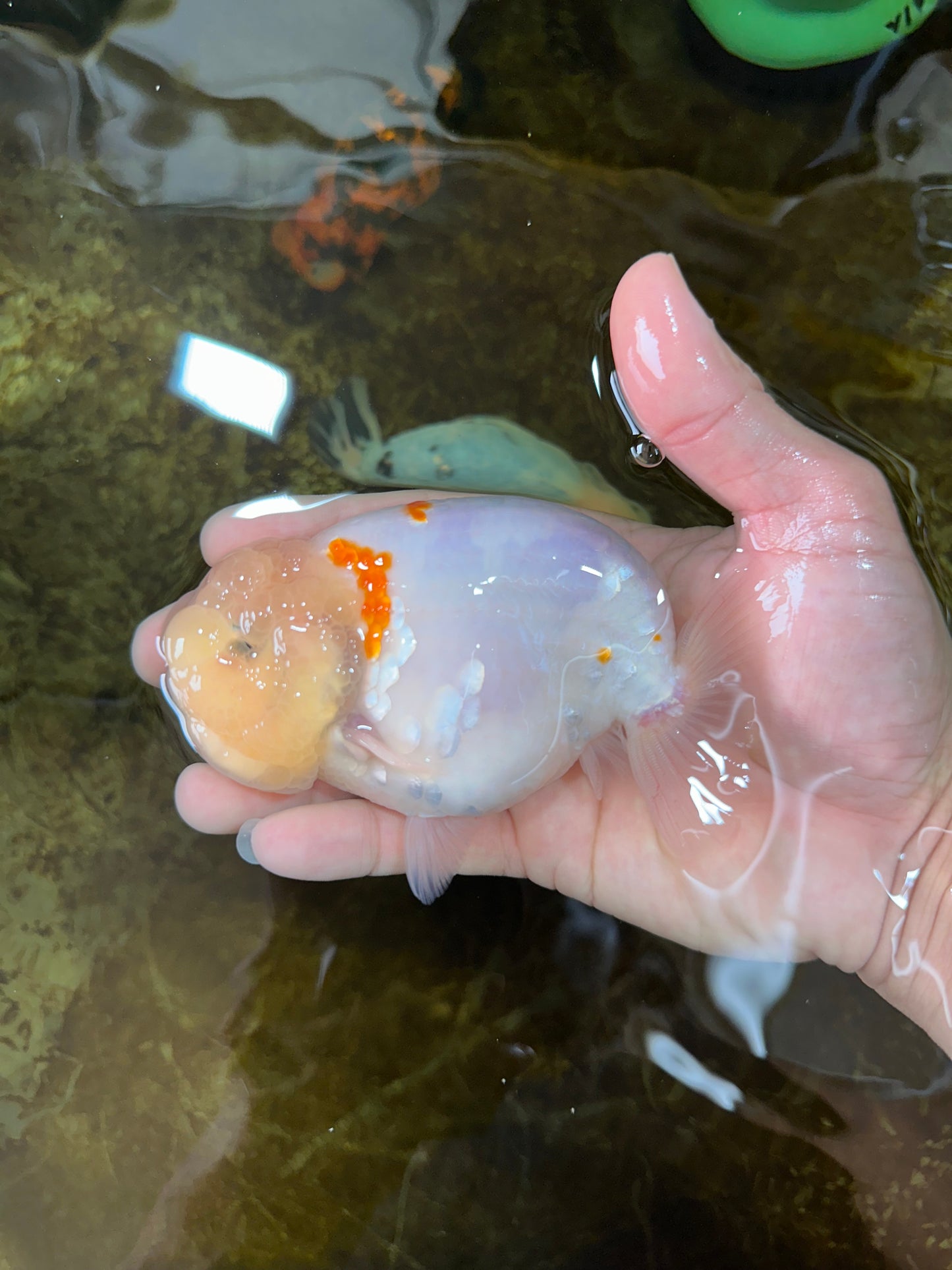 A Grade Red White Sakura Lionking 4.5 inches #080125LC_15