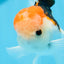 AAA Grade Tricolor Oranda Male 5 inches #0906OR_30