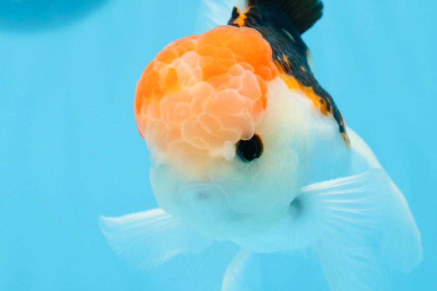 AAA Grade Tricolor Oranda Male 5 inches #0906OR_30