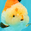 AAA Grade Tricolor Yuanbao Male 5 inches #072426YB_26