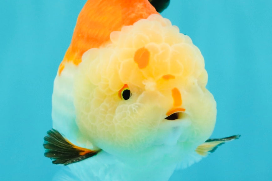 AAA Grade Tricolor Yuanbao Male 5 inches #072426YB_26