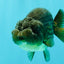 A Grade Black LionQueen 5 inches #082126LC_21