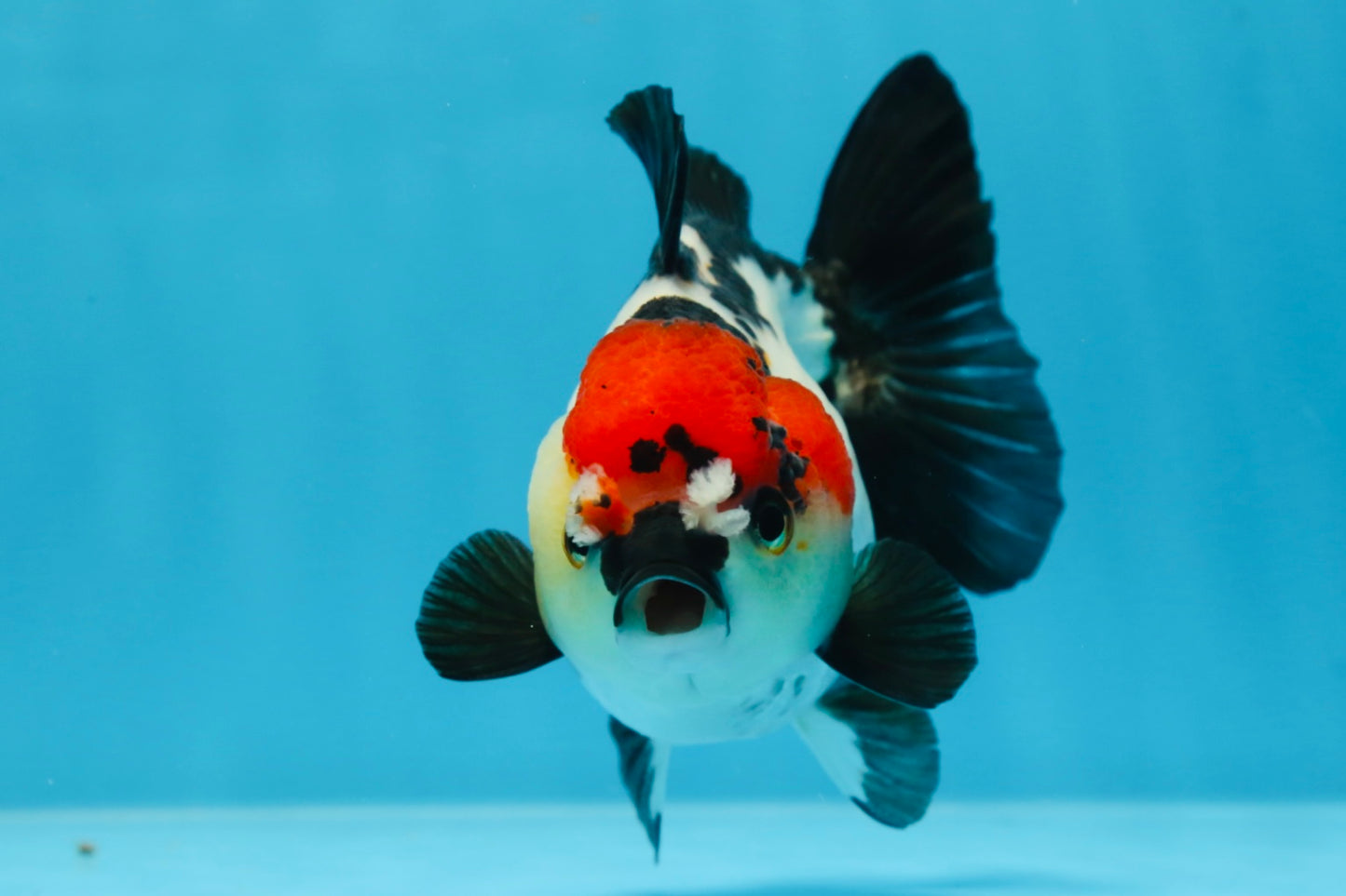 Pompom Tricolor Yuanbao Female 4.5 inches #072525YB_05