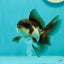 Panda Oranda Male 3.5-4 inches #1018OR_17