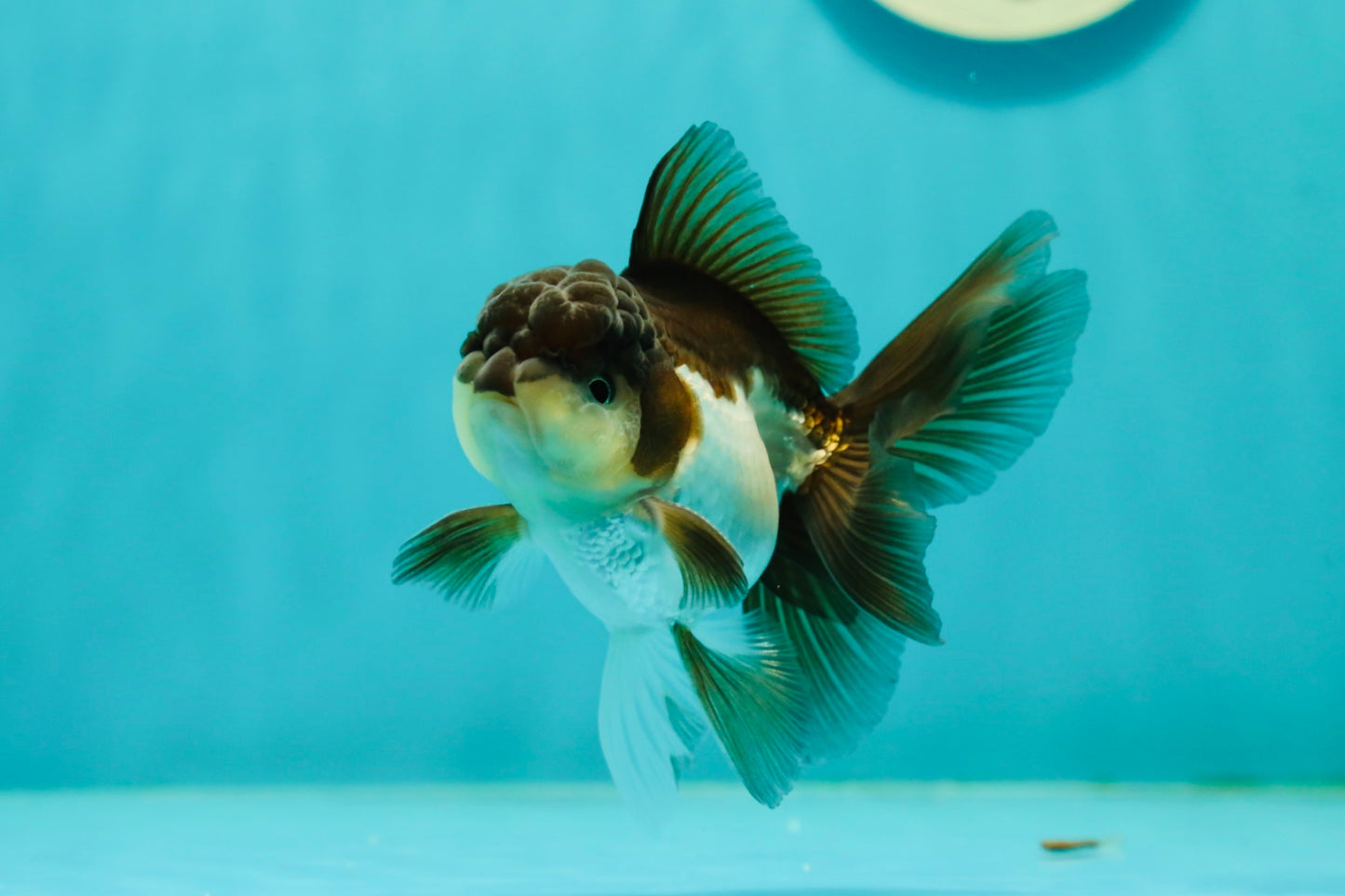 Panda Oranda Male 3.5-4 inches #1018OR_17