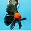 Mariposa Apache de cabeza roja de grado AAA, macho oranda gigante, 6 pulgadas, n.º 1103OR_26