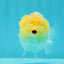 👶 Baby Lemonhead Snow White Lionchu Female 3.5 inches #0216LC_17