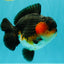 SHOW GRADE CHUBBY Tricolor Yuanbao Male 5 inches #071026YB_08