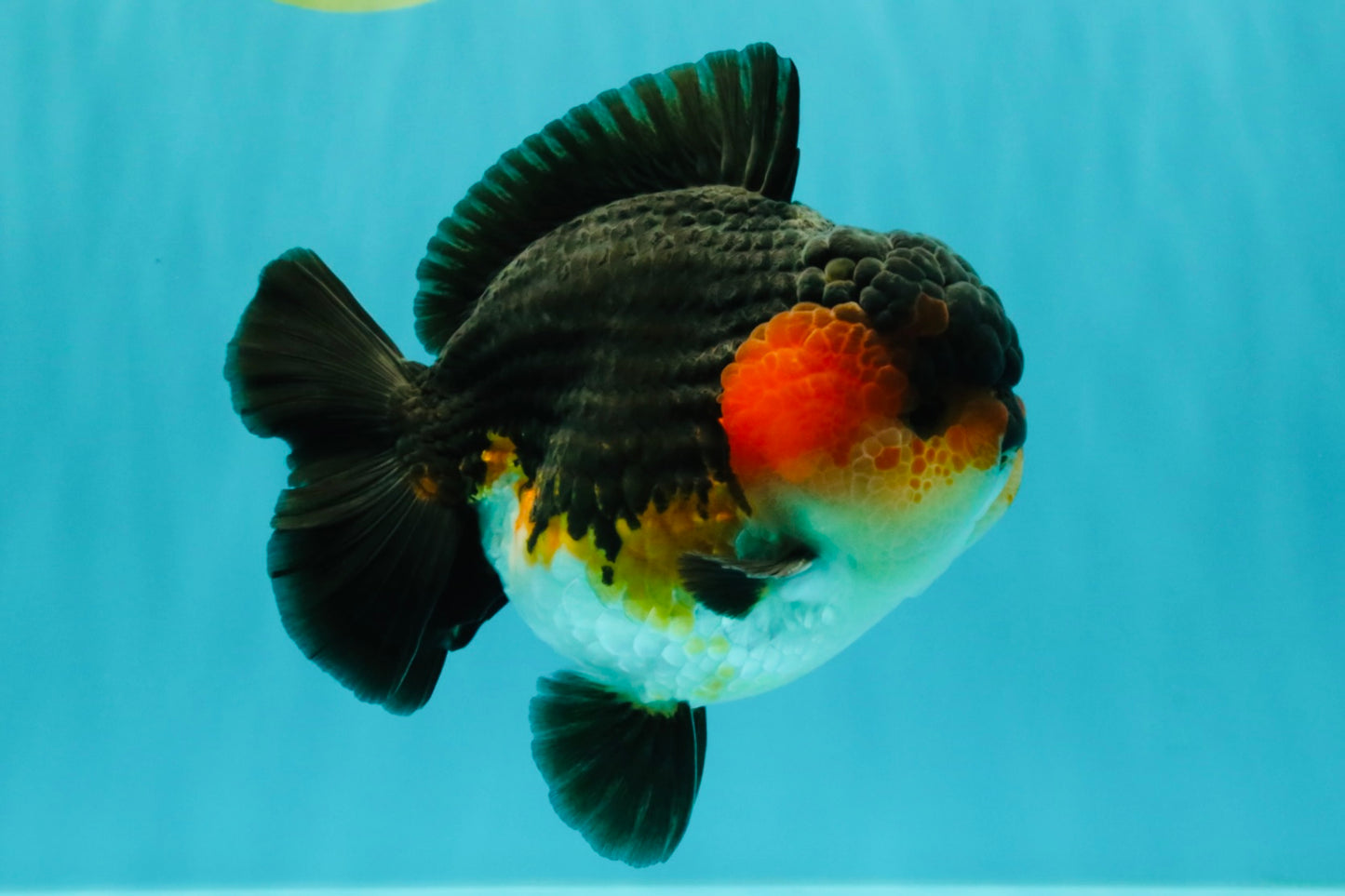 SHOW GRADE CHUBBY Tricolor Yuanbao Male 5 inches #071026YB_08