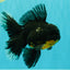 AAA Grade Long Fin Kirin Oranda Male 5.5-6 inches #062626OR_23