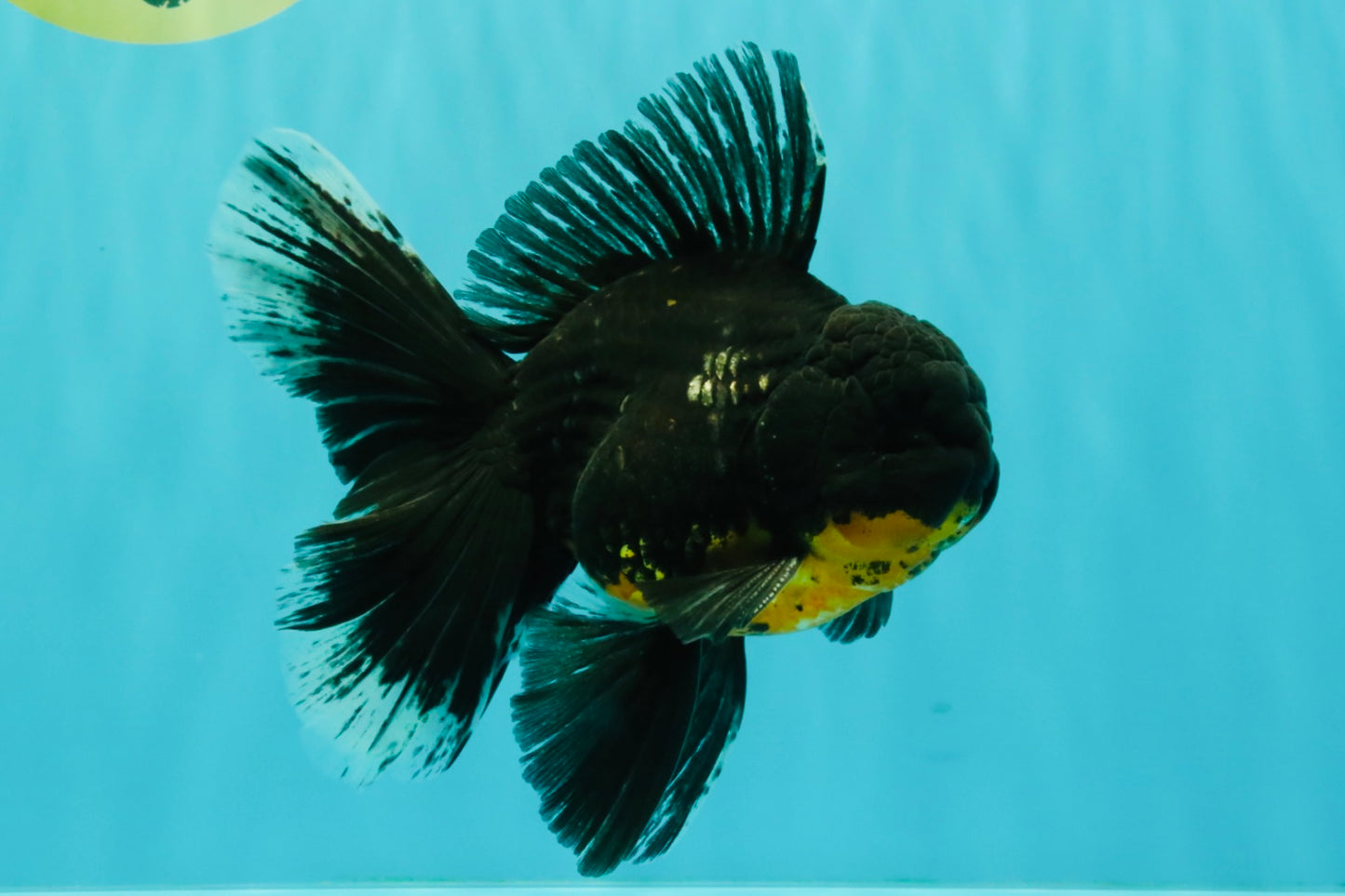 AAA Grade Long Fin Kirin Oranda Male 5.5-6 inches #062626OR_23