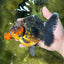 AAA Grade Godzilla Kirin Oranda Male 5.5 inches #050925OR_50