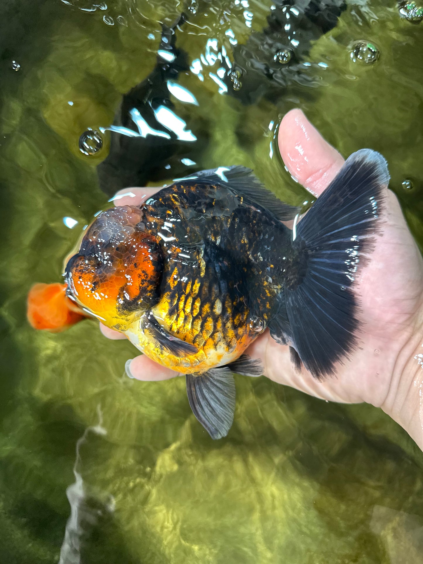 AAA Grade Godzilla Kirin Oranda Male 5.5 inches #050925OR_50