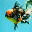 SPECIAL AAA Grade Special Kirin Oranda Male 7-7.5 inches #070326OR_04